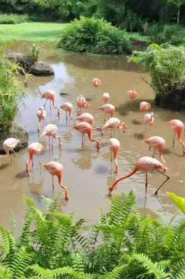 Vinpearl Safari Phu Quoc: Open Zoo, Wildlife Bus Tour & Giraffe Feeding