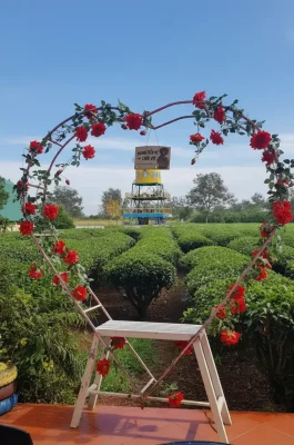 Bien Ho Tea Lake Pleiku: Historic Tea Plantation & Pine Avenue Scenic Spot