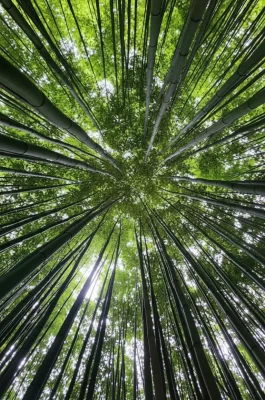 Pung Luong Bamboo Forest: Trekking & Photography in Mu Cang Chai