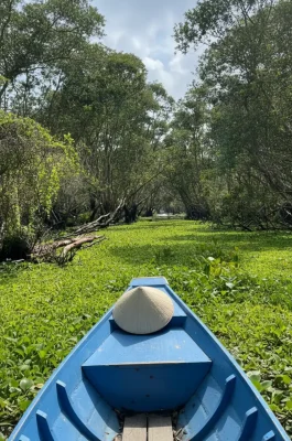 Tra Su Cajuput Forest: Scenic Flooded Wetlands & Bird Sanctuary in An Giang