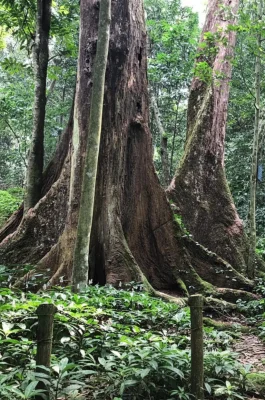 Cuc Phuong National Park: Vietnam's Oldest Tropical Rainforest & Wildlife Rescue