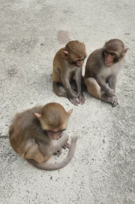 Hon Lao Monkey Island Nha Trang: Wild Macaque Colony & Day Trip Guide