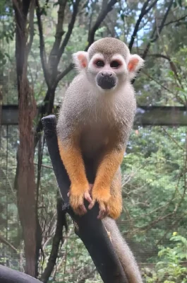 Vinpearl Safari Phu Quoc: Open Zoo, Wildlife Bus Tour & Giraffe Feeding