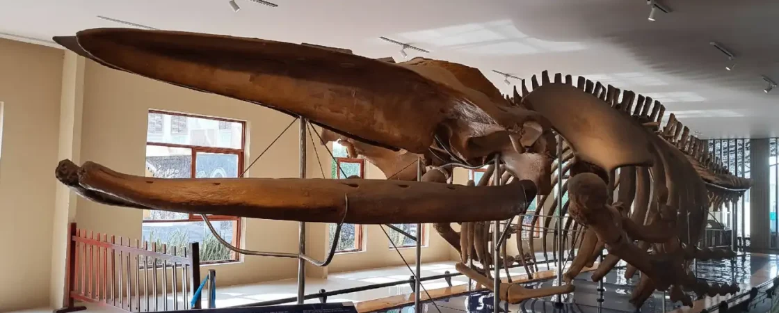 Nha Trang Oceanographic Museum: Marine Life Aquarium & Humpback Whale Skeleton
