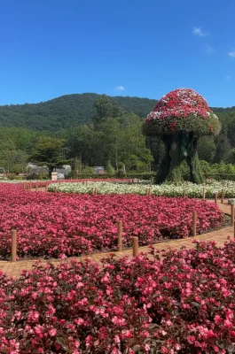Fresh Garden Dalat: Seasonal Flower Gardens & Themed Photo Paradise