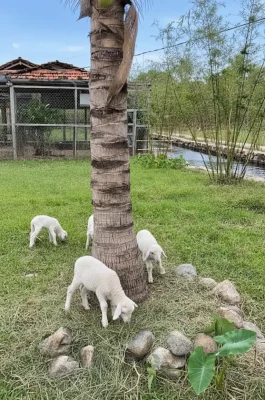 An Hoa Sheep Hill Ninh Thuan: Pastoral Scenery & Photography Hotspot